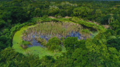 Descubren en Yucatán una nueva estructura palaciega oculta por siglos