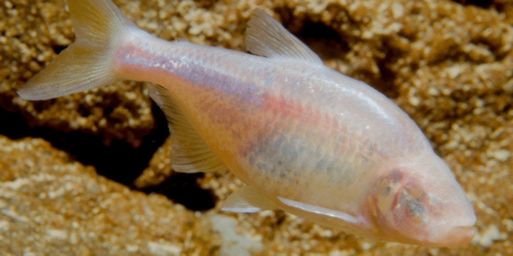El pez ciego de los cenotes, una especie adaptada a la oscuridad total