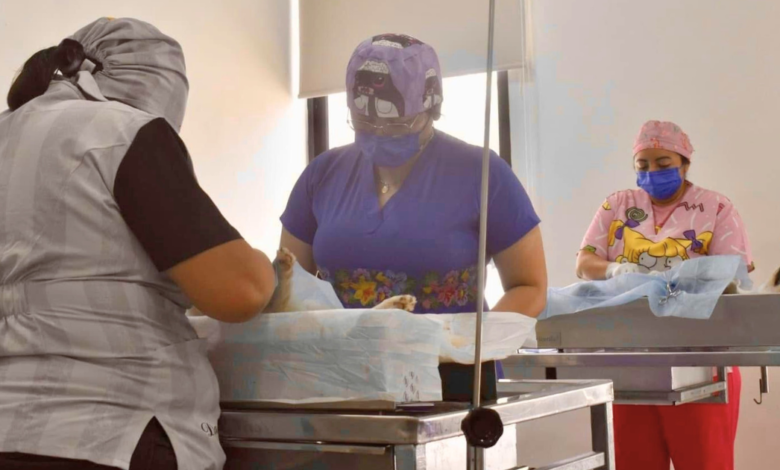 El próximo 4 de abril Progreso realizará campaña de esterilización canina y felina