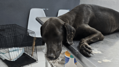 Fallece “Negrita”, la perrita atropellada en Kanasín, Yucatán