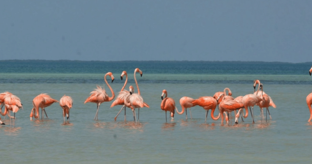 Flamencos están en peligro por ataques de perros y líneas eléctricas