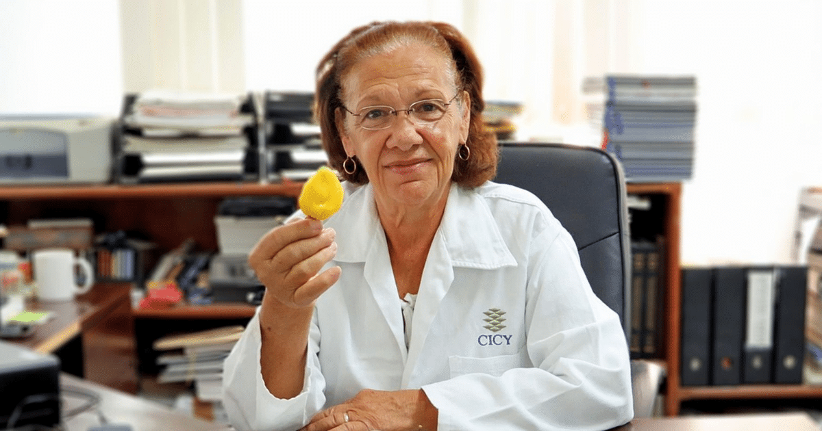 Innovación del CICY fortalece la producción de chile habanero en Yucatán