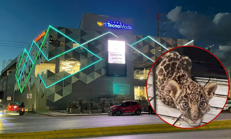 Plaza Technomoda en Oaxaca con edición de cachorro de jaguar