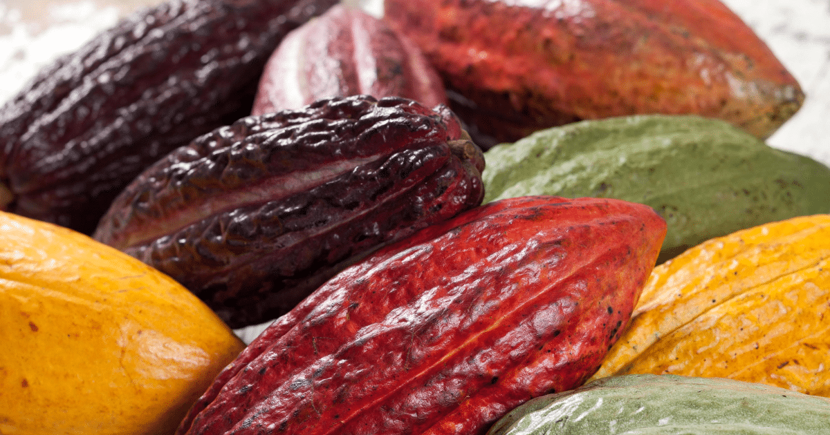 Las Variedades de Cacao Descubre sus Características y Diferencias