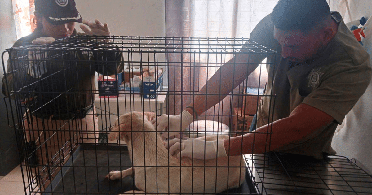 Policía Ecológica de Kanasín rescata perrita y sus 6 cachorros en riesgo