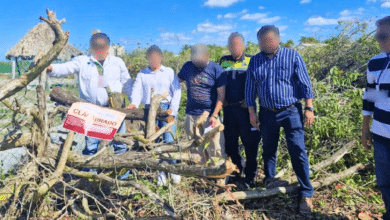 Profepa frena Remoción de Mangle botoncillo en el puerto de Sisal