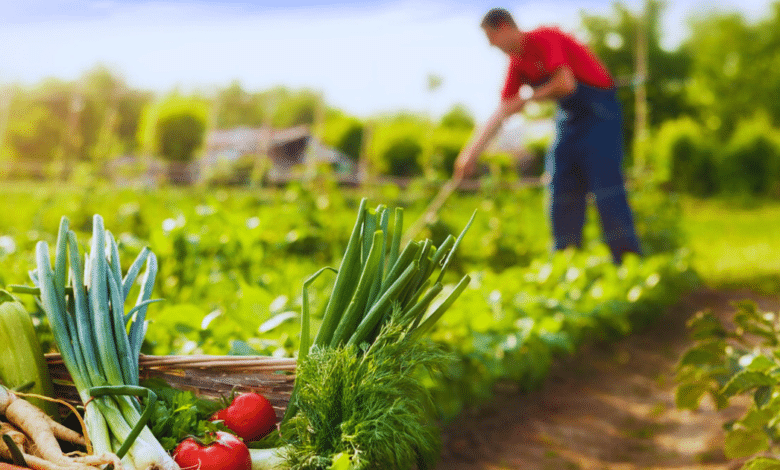 Tizimín impulsa la economía local con innovadoras estrategias agrícolas