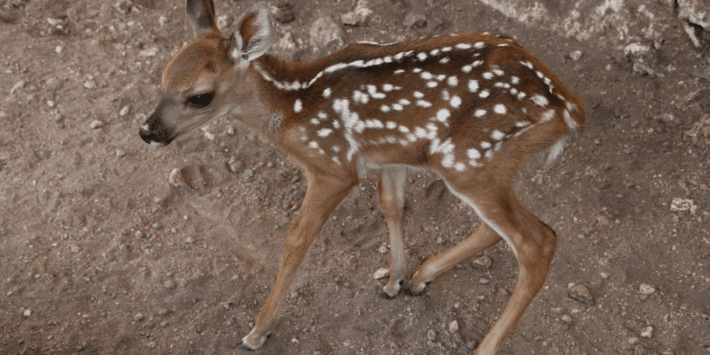 Tizimín: Zoológico La Reina cuenta con 5 ejemplares nuevos