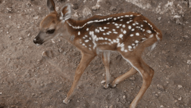 Tizimín: Zoológico La Reina cuenta con 5 ejemplares nuevos