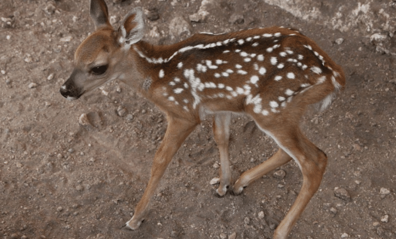 Tizimín: Zoológico La Reina cuenta con 5 ejemplares nuevos