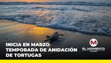 A finales de marzo inicia la temporada de anidación de tortugas en Yucatán