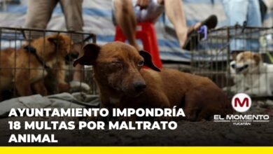 Ayuntamiento impondría 18 multas por maltrato animal