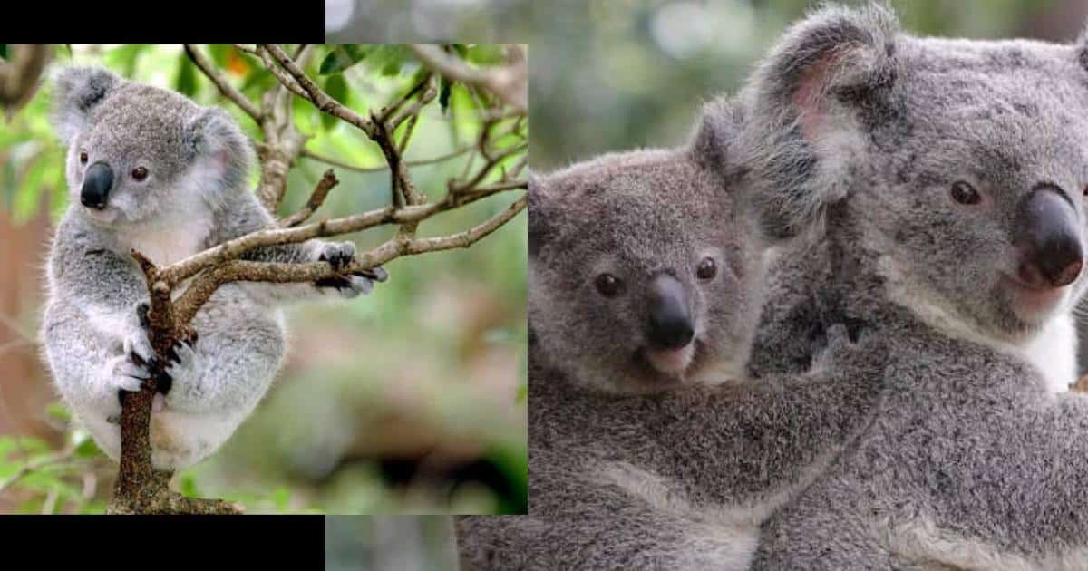 Australia,koalas,sacrificio,francotiradores,incendios forestales,eutanasia,Parque Nacional Budj Bim,Victoria,helicópteros,razones humanitarias,activistas,protesta,ética,bienestar animal,evaluación independiente,controversia,Jacinta Allan,Friends of the Earth Melbourne,Georgie Purcell,Jess Robertson