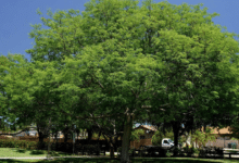 El tzalam, un árbol sagrado en Yucatán: Conoce su historia