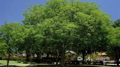 El tzalam, un árbol sagrado en Yucatán: Conoce su historia