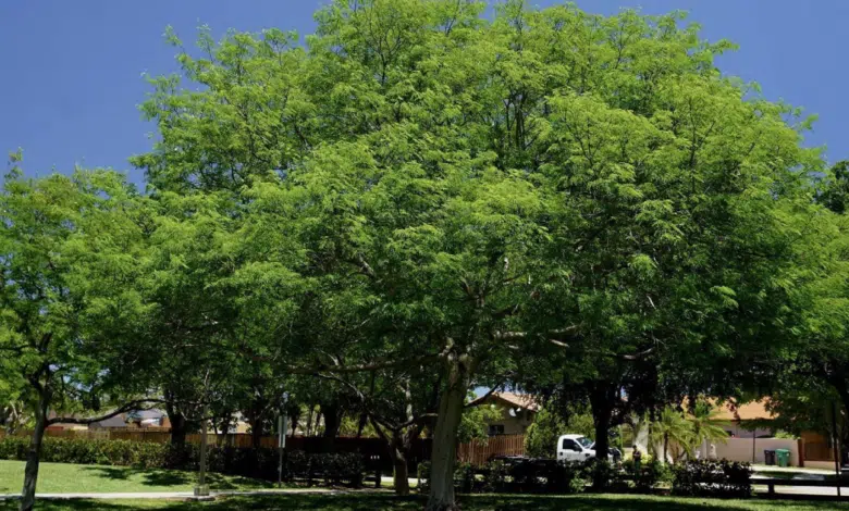 El tzalam, un árbol sagrado en Yucatán: Conoce su historia