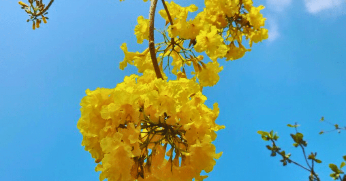 Guayacán El árbol que en Yucatán compite en belleza con las jacarandas y los maculís