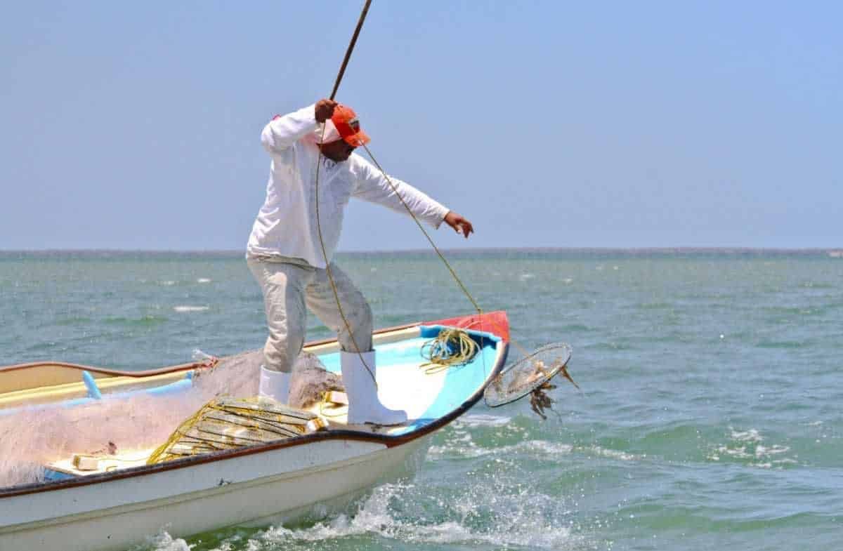 Captura de mero,Pesca en Yucatán,Conmecoop,José Luis Carrillo Galaz,Cambio climático,Sobrepesca,Pesca ilegal,Ecosistemas marinos,Temporada de pesca