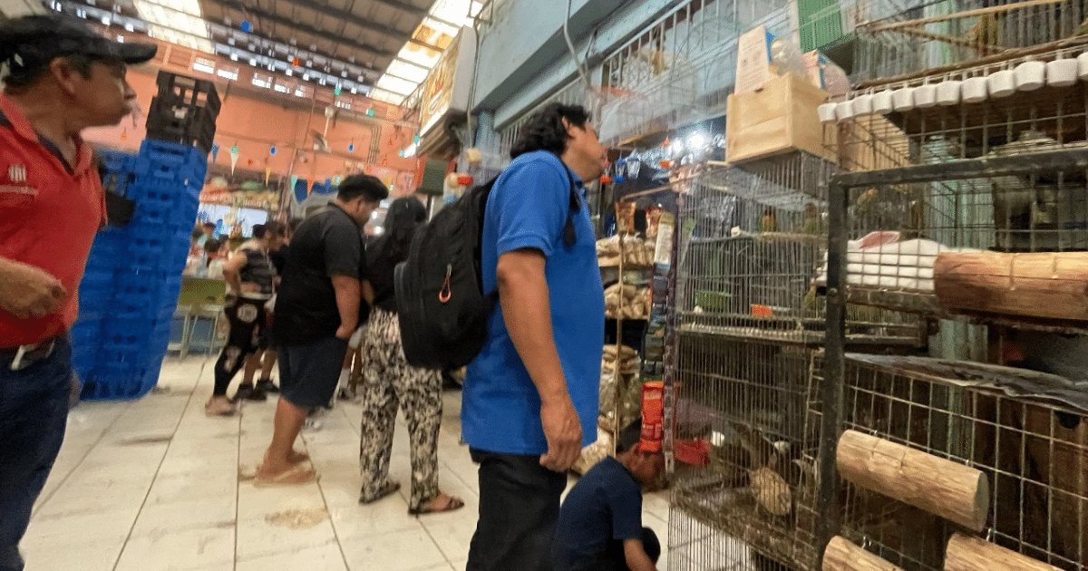 Mérida busca reformar reglamento de fauna y combatir venta ilegal de especies