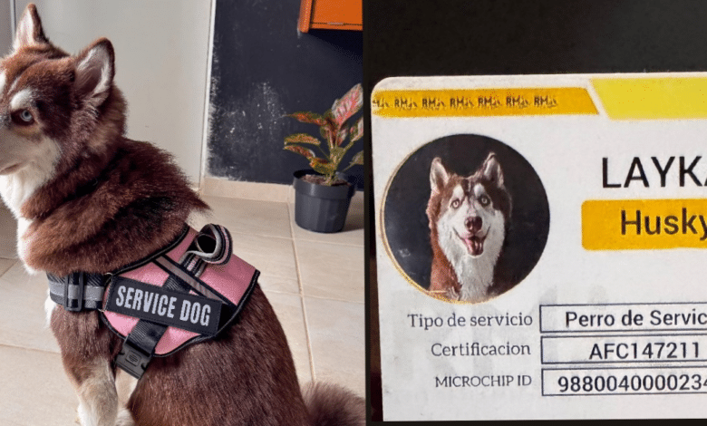 Perros de servicio pieza clave en la inclusión
