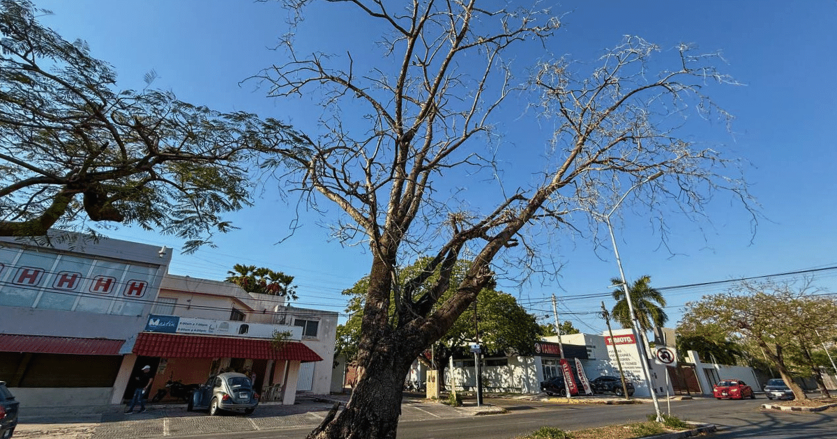 Retirarán árbol seco en Circuito Colonias para proteger a peatones y conductores