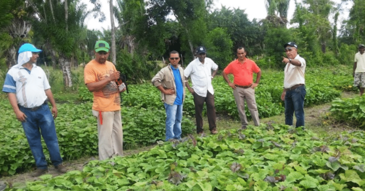 Campo chiapaneco junto a agricultores