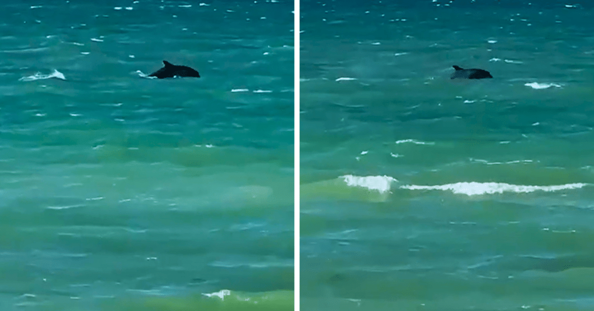 Video capta a delfines cerca de la costa de Chicxulub, Yucatán