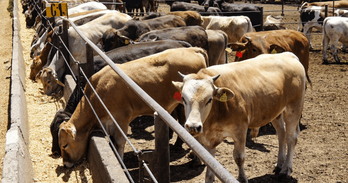 Yucatán, con ganado de élite, exporta solo 1% a Estados Unidos pese a altos precios