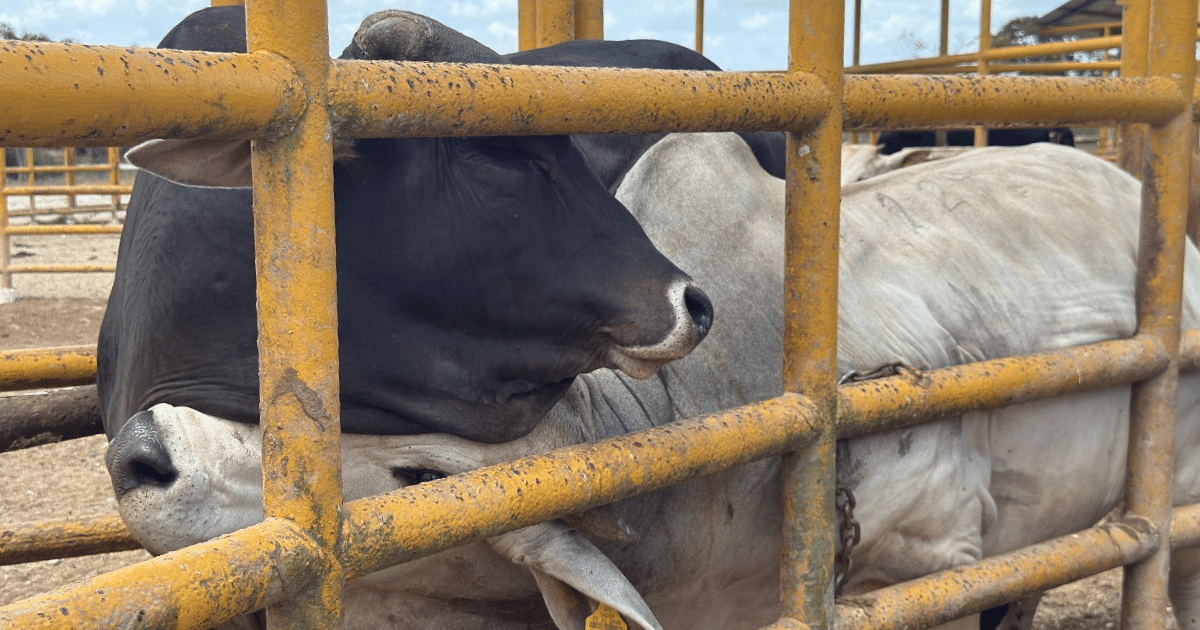 Yucatán lidera la ganadería nacional e internacional con sanidad y mejora genética