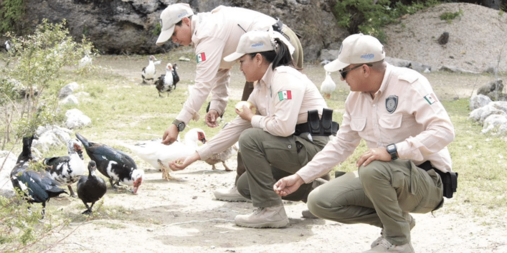 Ayuntamiento de Mérida refuerza seguridad con guardaparques