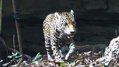 Captan en video a jaguar descendiendo a un cenote en Yucatán