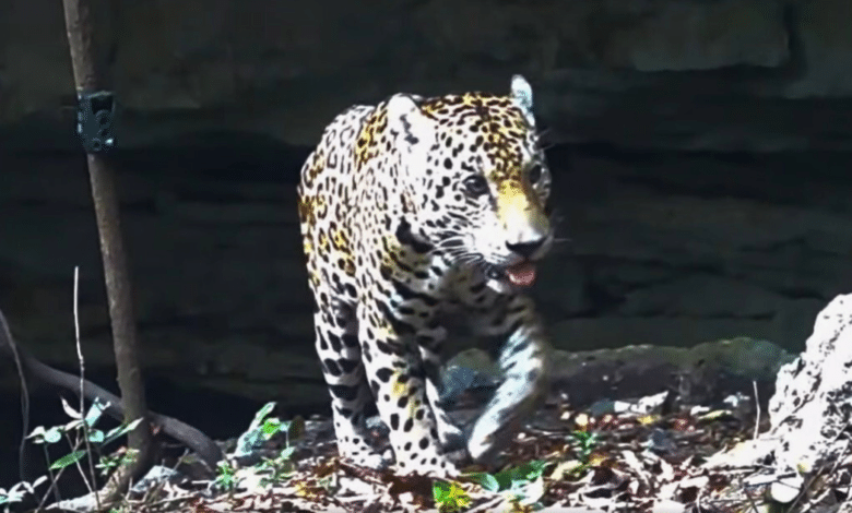 Captan en video a jaguar descendiendo a un cenote en Yucatán