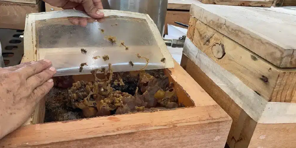 Día Mundial de las Abejas_ Afectaciones a causa del estrés térmico por el intenso calor en Yucatán