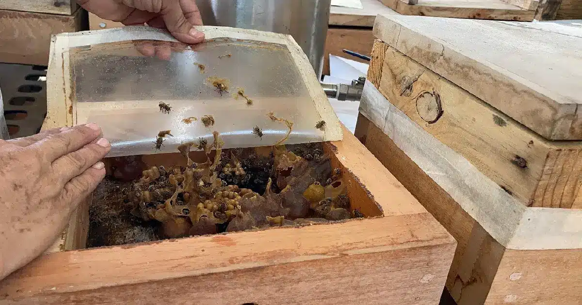 Día Mundial de las Abejas_ Afectaciones a causa del estrés térmico por el intenso calor en Yucatán