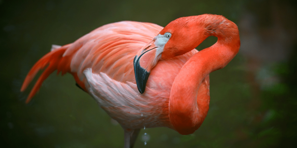 Estos son los animales que te puedes encontrar si recorres Yucatán