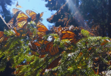 Incendio amenaza santuario de Mariposa Monarca en Michoacán