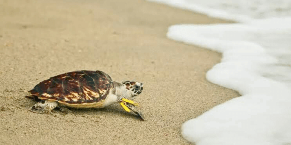 La tortuga marina genera gran impacto ambiental en las playas de Yucatán