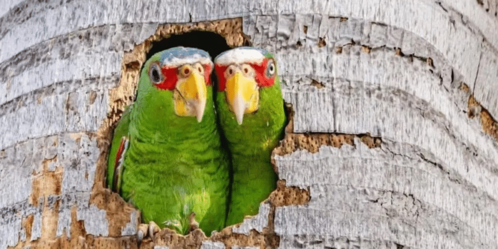 Loros ‘invaden’ Mérida; proyecto monitorea su adaptación urbana