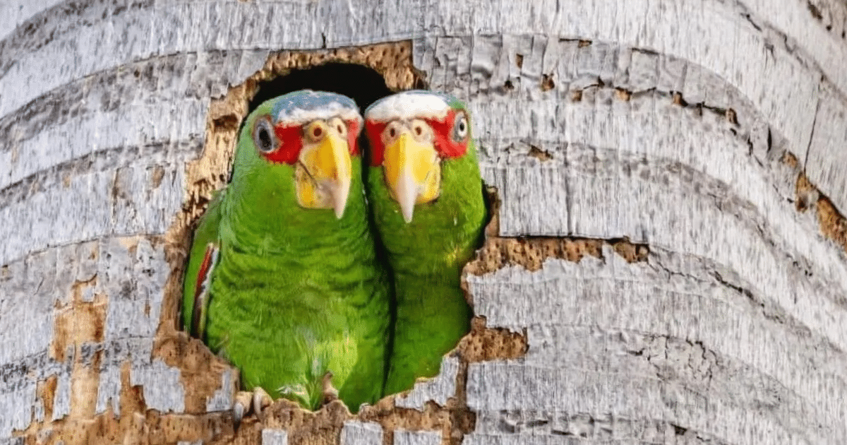Loros ‘invaden’ Mérida; proyecto monitorea su adaptación urbana