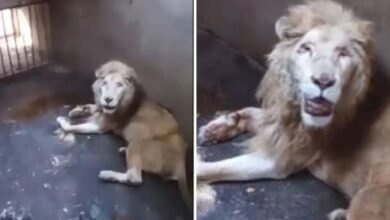 muere leon en culiacan