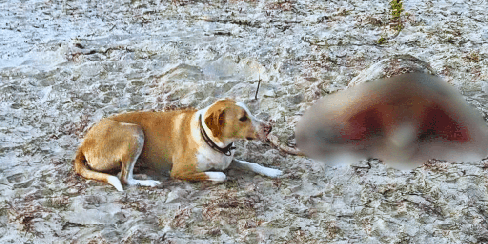 Muere tortuga marina atacada en Telchac Puerto, Yucatán