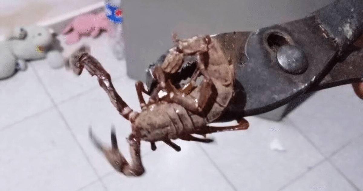 Reportan aparición de un alacrán gigante en Caucel, Yucatán