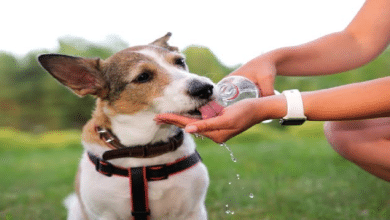 Rescatistas en Yucatán piden proteger a perros y gatos del intenso calor