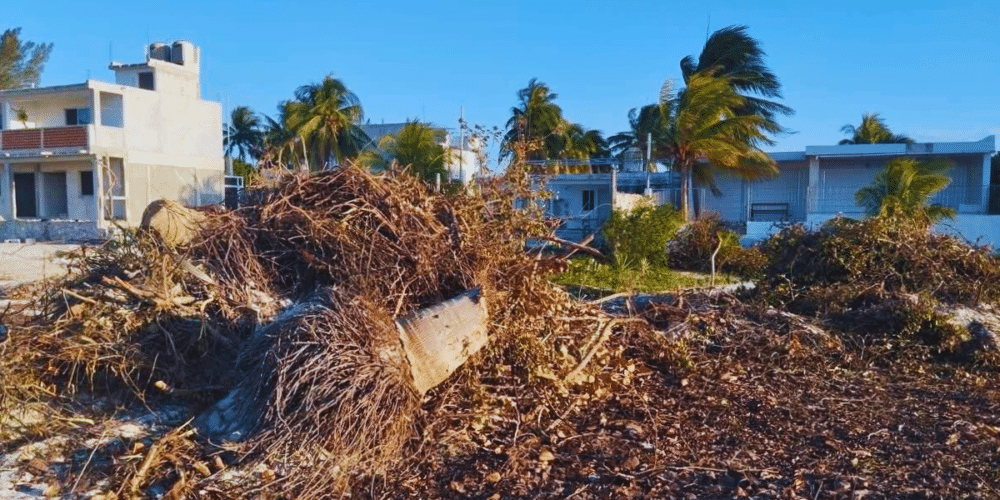 SDS espera condiciones para retomar acciones ambientales ante tala ilegal en Sisal