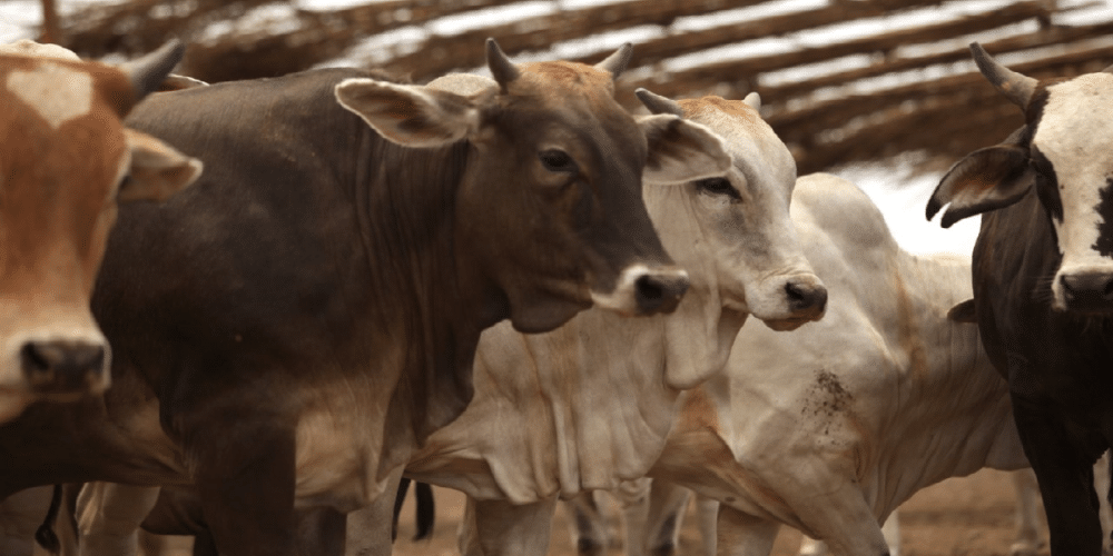 Yucatán mantiene vigilancia contra el gusano barrenador