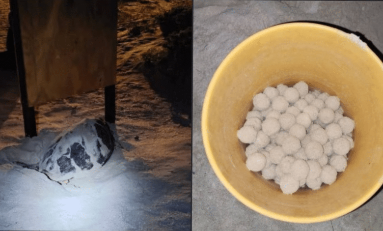 Aseguran huevos de tortuga marina en malecón de Progreso, Yucatán