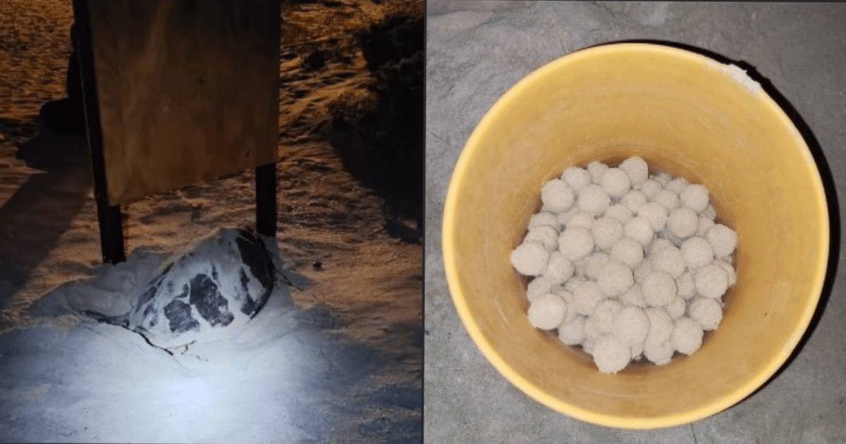 Aseguran huevos de tortuga marina en malecón de Progreso, Yucatán