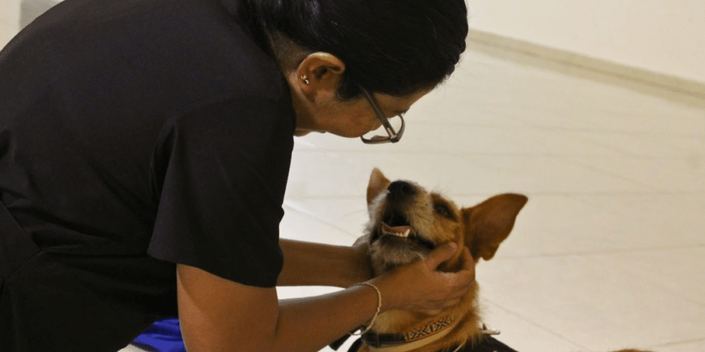 Ayuntamiento de Mérida recibe hasta 30 reportes diarios de maltrato animal; solo el 60% son reales