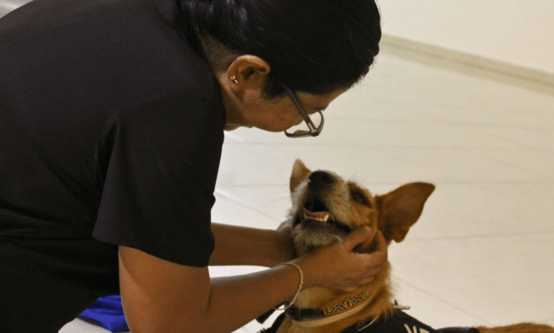 Ayuntamiento de Mérida recibe hasta 30 reportes diarios de maltrato animal; solo el 60% son reales