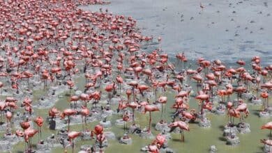 Reportan 80% de eclosión en nidos de flamenco rosado. (Foto de la Comisión Nacional de Áreas Naturales Protegidas)